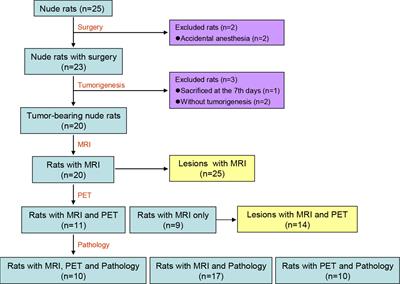 Characterization of orthotopic xenograft tumor of glioma stem cells (GSCs) on MRI, PET and immunohistochemical staining